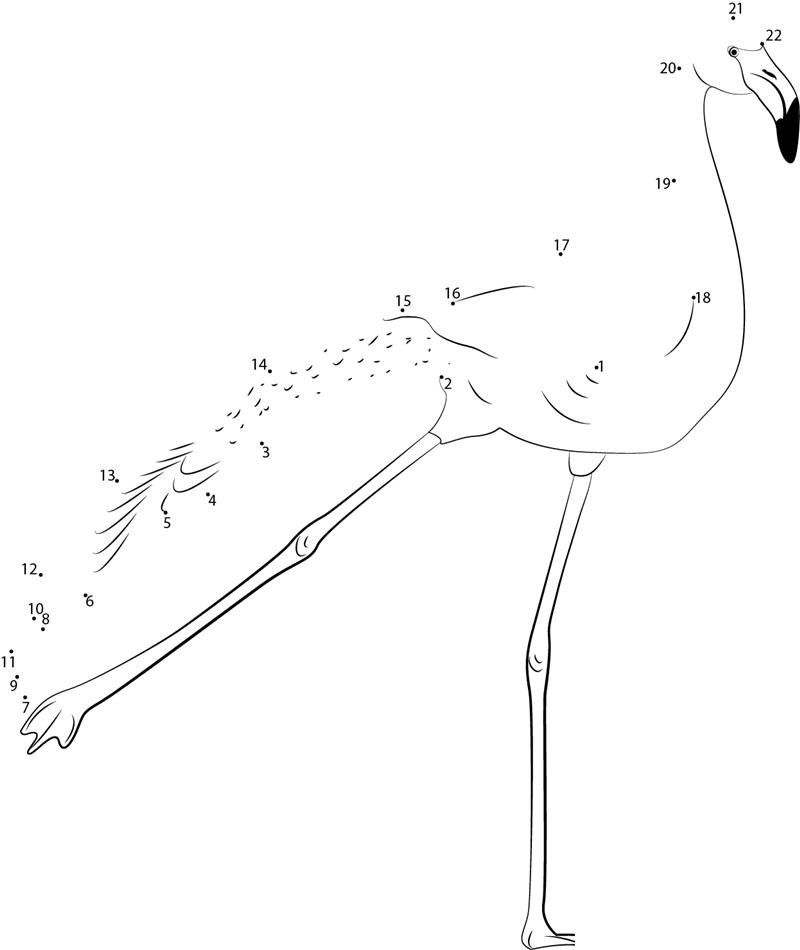 Flamingo Bird Dance dot to dot worksheets